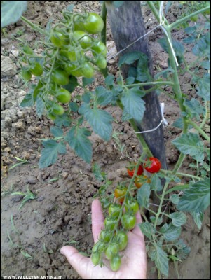 26062017datterini.jpg (236.58 KiB) Osservato 606 volte 26062017datterini.jpg