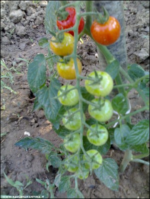 26062017fragolini.jpg (196.86 KiB) Osservato 606 volte 26062017fragolini.jpg