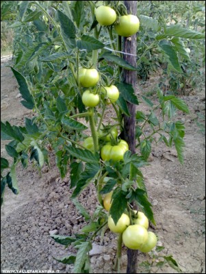 26062017pomodori.jpg (265.82 KiB) Osservato 606 volte 26062017pomodori.jpg