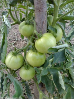 26062017pomodori2.jpg (188.8 KiB) Osservato 606 volte 26062017pomodori2.jpg