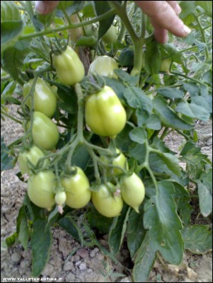 ??? / 26062017sconosciuto.jpg 26062017sconosciuto.jpg