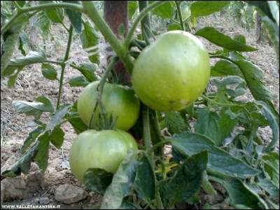 Optima / 26062017optima.jpg 26062017optima.jpg