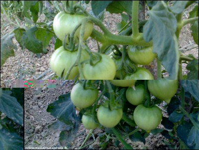 Grappolo / 26062017grappolo.jpg 26062017grappolo.jpg