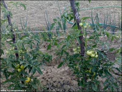 26062017cipolle-pomodori.jpg (278.95 KiB) Osservato 604 volte 26062017cipolle-pomodori.jpg