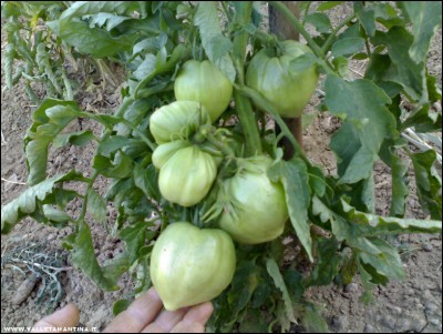 26062017verna-orange.jpg (226.21 KiB) Osservato 604 volte 26062017verna-orange.jpg