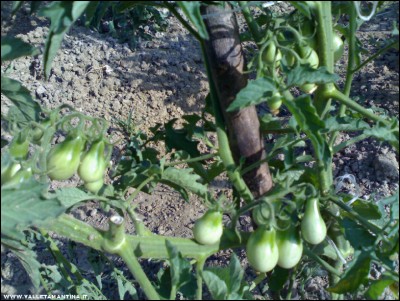 27062017yellow-pear.jpg (268.21 KiB) Osservato 604 volte 27062017yellow-pear.jpg