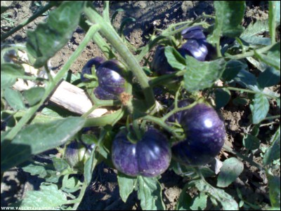 05072017dark galaxy.jpg (230.96 KiB) Osservato 604 volte 05072017dark galaxy.jpg