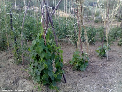 26062017kiwano.jpg (275.02 KiB) Osservato 603 volte 26062017kiwano.jpg