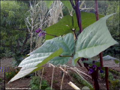 27062017fagiolini-viola.jpg (224.39 KiB) Osservato 603 volte 27062017fagiolini-viola.jpg