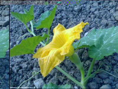 27062017zucca-napoletana.jpg (242.4 KiB) Osservato 603 volte 27062017zucca-napoletana.jpg