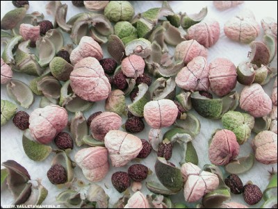 semi-euforbia-catapuzia.jpg (243.28 KiB) Osservato 603 volte semi-euforbia-catapuzia.jpg