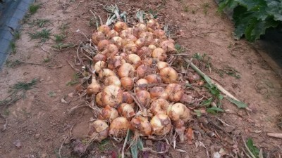 166.jpg (126.79 KiB) Osservato 580 volte 166.jpg