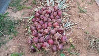 167.jpg (139.67 KiB) Osservato 580 volte 167.jpg