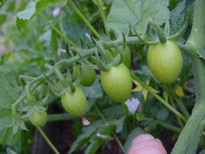 ciliegino.JPG (82.49 KiB) Osservato 517 volte ciliegino.JPG