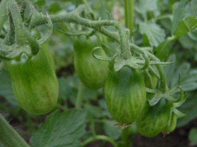 ciliegino3.JPG (71.27 KiB) Osservato 517 volte ciliegino3.JPG