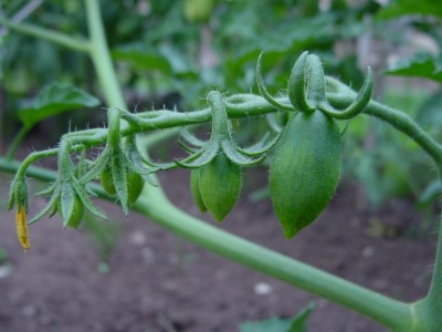 ciliegino4.JPG (69.27 KiB) Osservato 517 volte ciliegino4.JPG