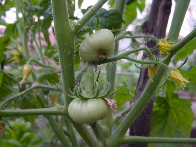 anticobyCarmen.JPG (82.24 KiB) Osservato 517 volte anticobyCarmen.JPG