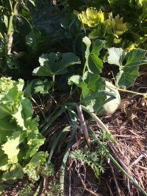 07_07_17%20063.JPG (306.41 KiB) Osservato 670 volte 07_07_17%20063.JPG