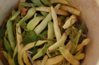 307.JPG (59.72 KiB) Osservato 463 volte 307.JPG