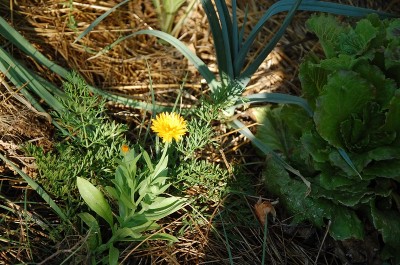 308.JPG (284.05 KiB) Osservato 463 volte 308.JPG