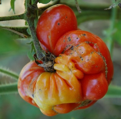 309.JPG (202.15 KiB) Osservato 463 volte 309.JPG