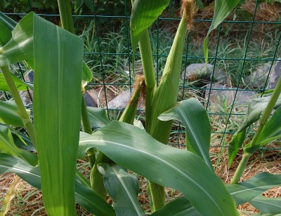 310.JPG (260.83 KiB) Osservato 686 volte 310.JPG