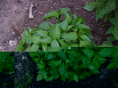 peperoniciniexp.JPG (207.07 KiB) Osservato 650 volte peperoniciniexp.JPG