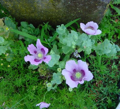 papaveriByC.jpg (272.16 KiB) Osservato 650 volte papaveriByC.jpg