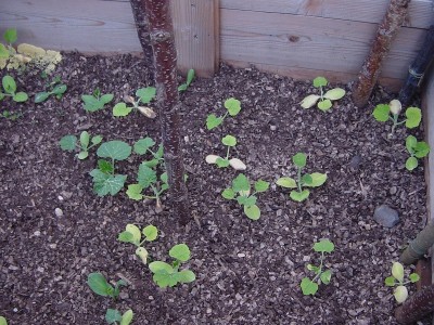 albenga.JPG (259.34 KiB) Osservato 650 volte albenga.JPG