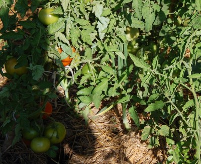 316.JPG (317.5 KiB) Osservato 627 volte 316.JPG