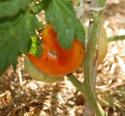 317.JPG (212.47 KiB) Osservato 627 volte 317.JPG