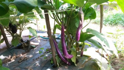 171.jpg (111.39 KiB) Osservato 630 volte 171.jpg