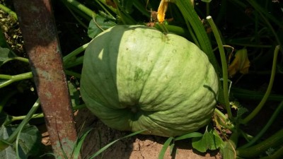 172.jpg (76.16 KiB) Osservato 630 volte 172.jpg