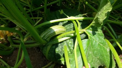 173.jpg (85.65 KiB) Osservato 630 volte 173.jpg