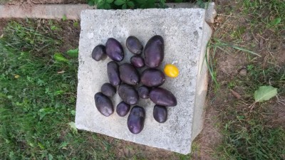 175.jpg (131.28 KiB) Osservato 628 volte 175.jpg