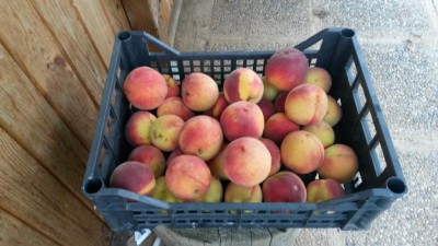 176.jpg (82.44 KiB) Osservato 628 volte 176.jpg