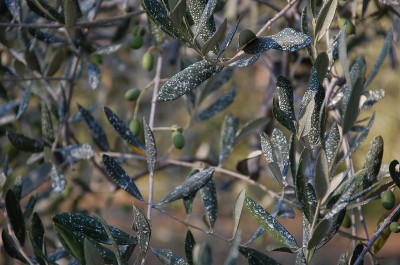 322.JPG (201.42 KiB) Osservato 592 volte 322.JPG