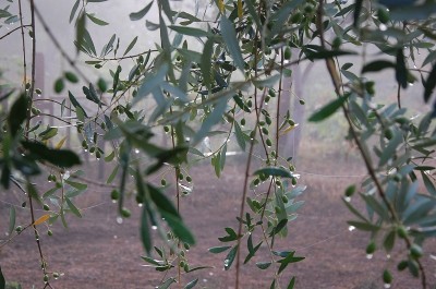 324.JPG (207.99 KiB) Osservato 592 volte 324.JPG