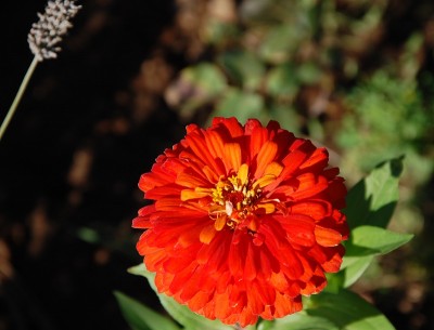 331.JPG (151.48 KiB) Osservato 554 volte 331.JPG