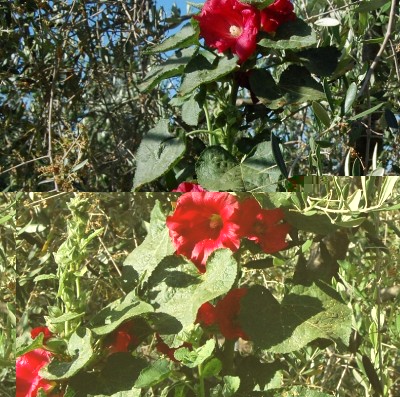 330.JPG (382.37 KiB) Osservato 554 volte 330.JPG