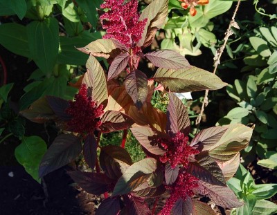 332.JPG (265.85 KiB) Osservato 554 volte 332.JPG