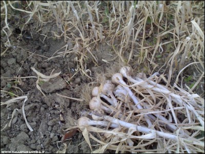 27062017aglio.jpg (252.2 KiB) Osservato 487 volte 27062017aglio.jpg