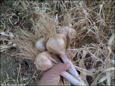 27062017aglio2.jpg (251.44 KiB) Osservato 487 volte 27062017aglio2.jpg