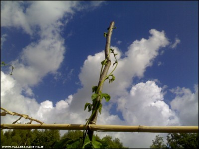 29062017fagioli2.jpg (130.02 KiB) Osservato 487 volte 29062017fagioli2.jpg