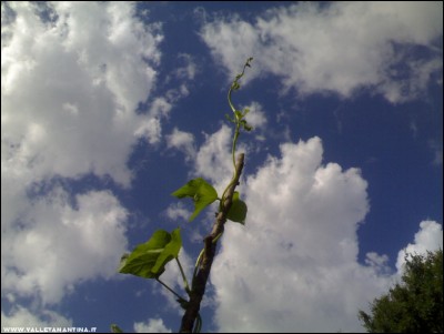 29062017fagioli.jpg (118.17 KiB) Osservato 487 volte 29062017fagioli.jpg