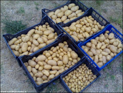 28062017patate.jpg (260.96 KiB) Osservato 585 volte 28062017patate.jpg