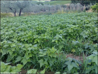 01072017erba-borlotti.jpg (270.84 KiB) Osservato 585 volte 01072017erba-borlotti.jpg