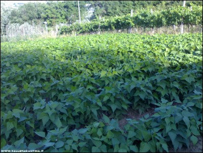 03072017borlotti.jpg (273.92 KiB) Osservato 585 volte 03072017borlotti.jpg