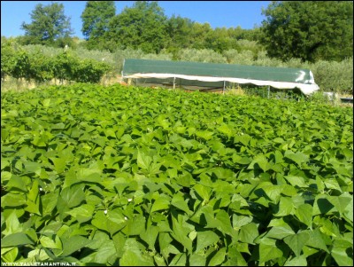 05072017borlotti2.jpg (308.69 KiB) Osservato 585 volte 05072017borlotti2.jpg