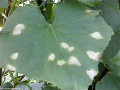 06072017foglia-cetriolo.jpg (154.36 KiB) Osservato 584 volte 06072017foglia-cetriolo.jpg